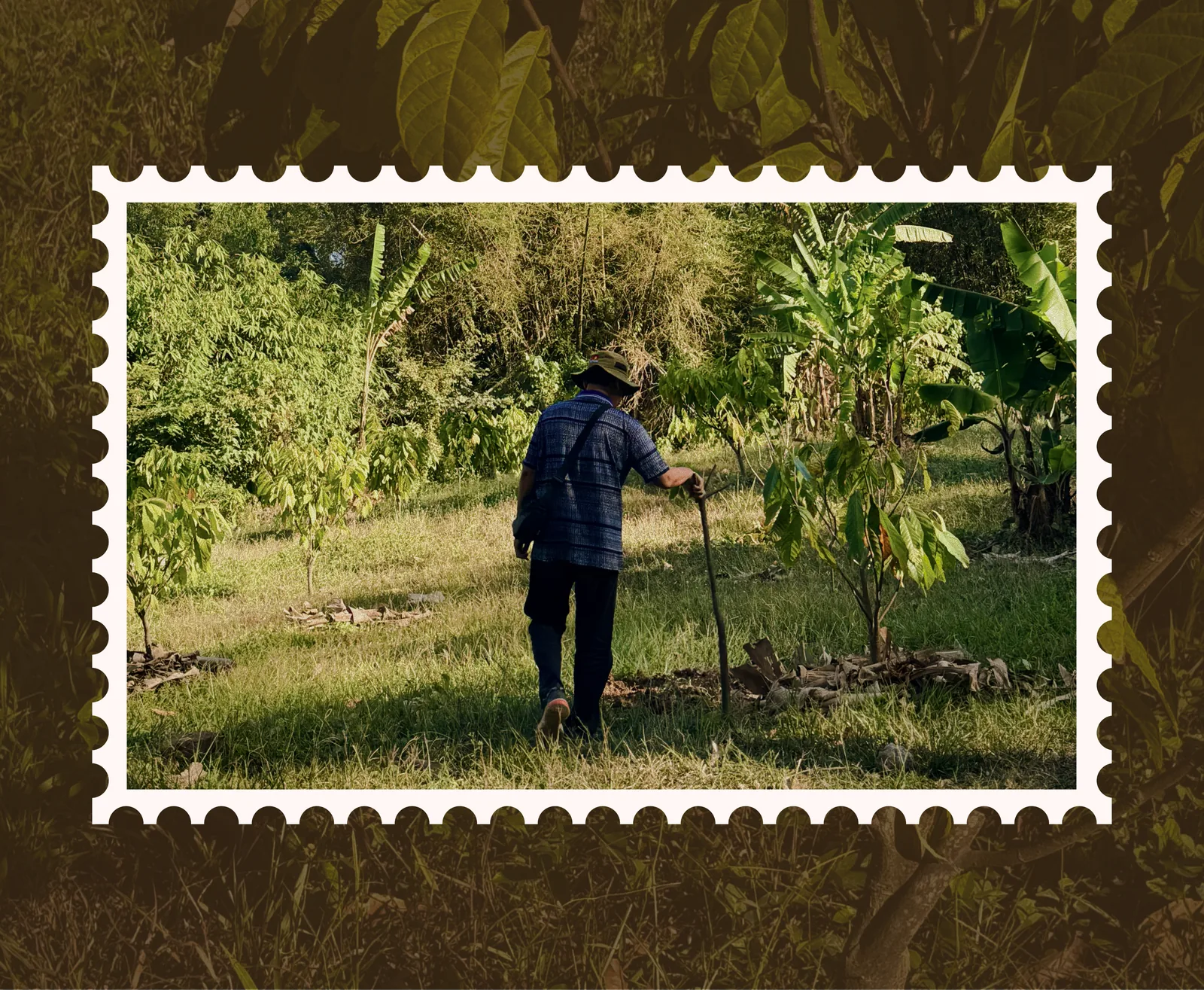 A cocoa farmer walking through a plantation