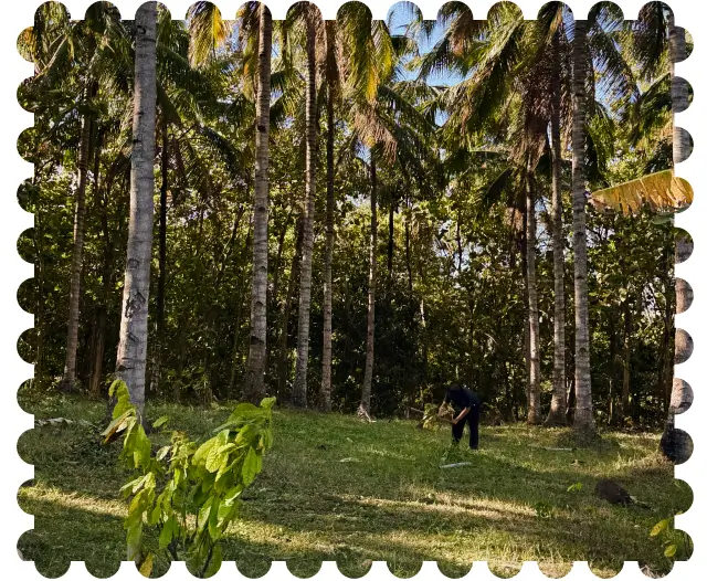 Lush cocoa trees in an Indonesian grove