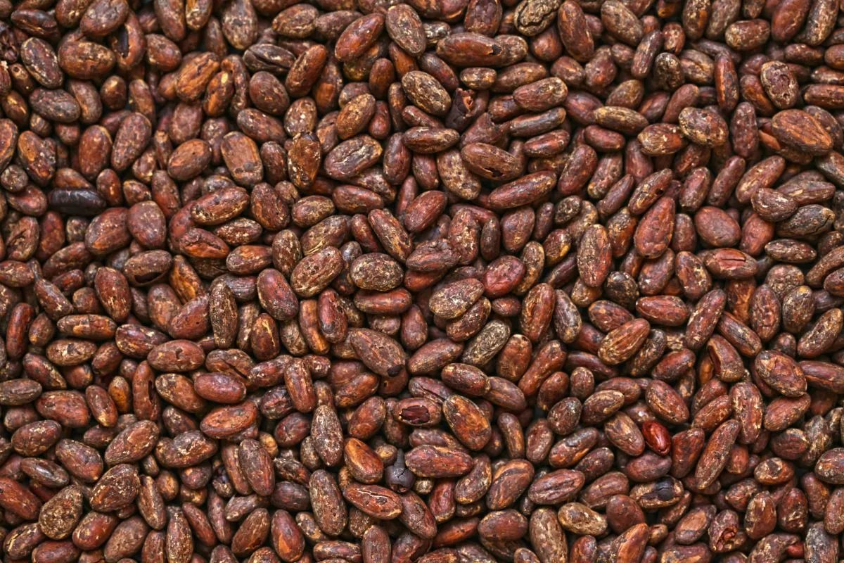From Bean to Cup cover